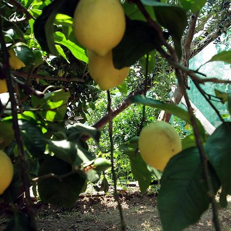 Agriturismo Nonno Luigino Вико Екуензе Екстериор снимка