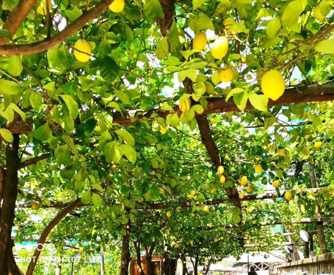 Agriturismo Nonno Luigino Вико Екуензе Екстериор снимка