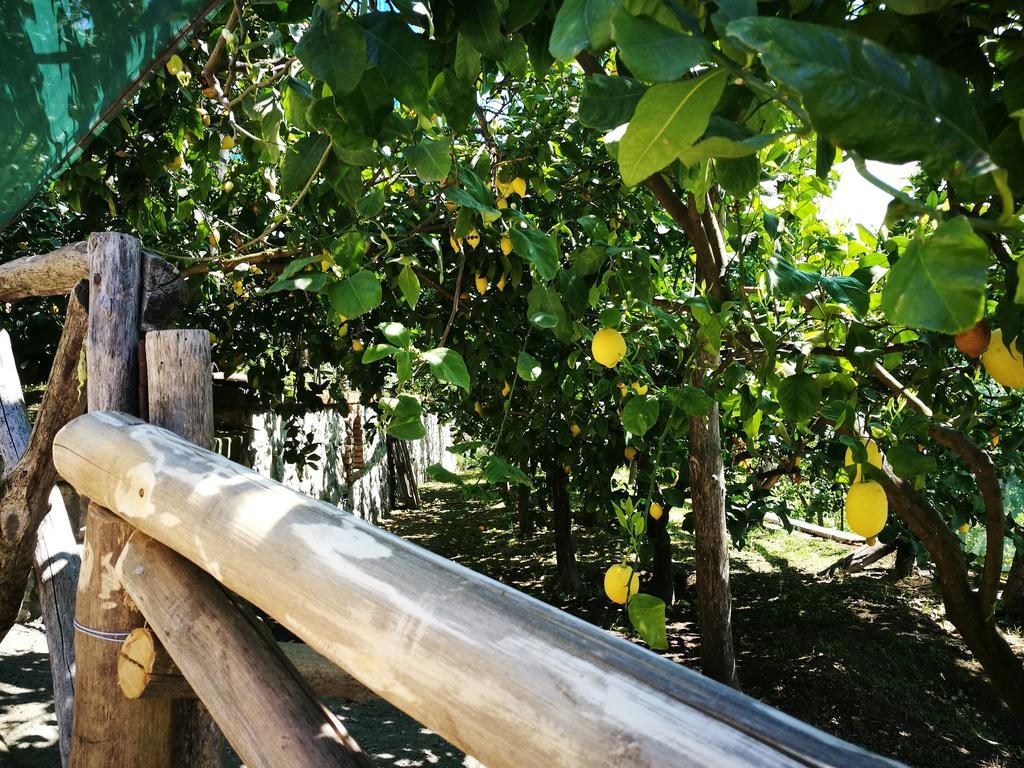 Agriturismo Nonno Luigino Вико Екуензе Екстериор снимка
